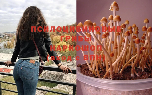 стаф Богданович